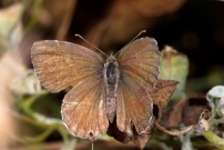 Le Brun des plargoniums (Lpidoptre - Lycaenidae - Cacyreus marshalli)